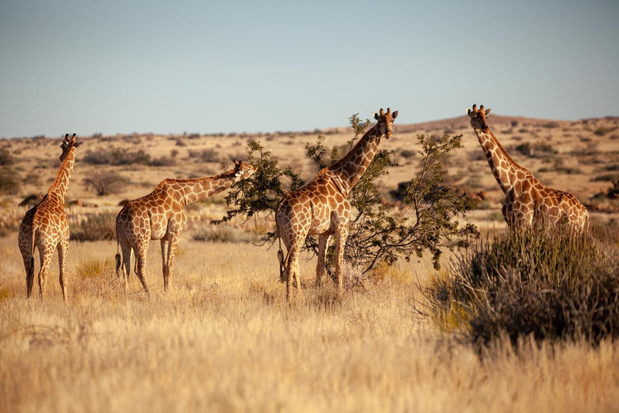 Sandfontein Lodge & Nature Reserve מראה חיצוני תמונה