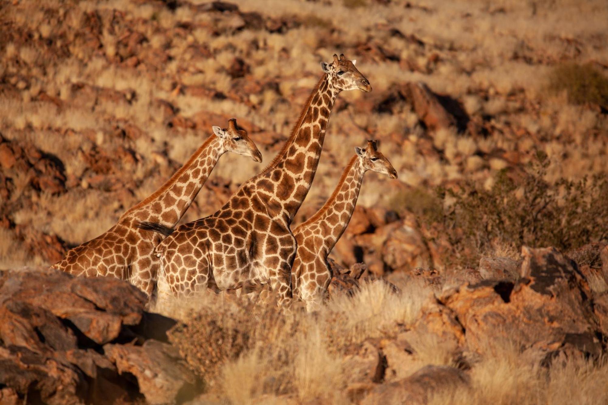 Sandfontein Lodge & Nature Reserve מראה חיצוני תמונה