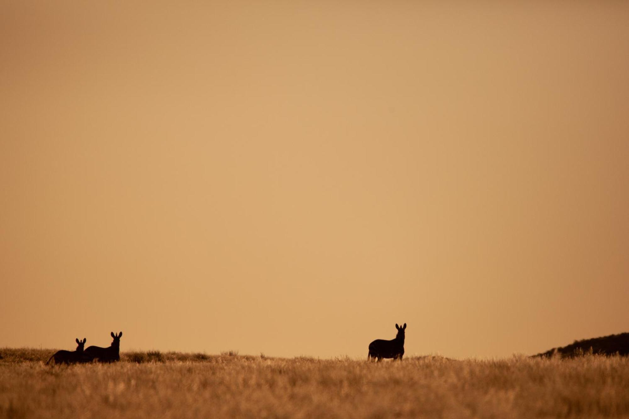 Sandfontein Lodge & Nature Reserve מראה חיצוני תמונה